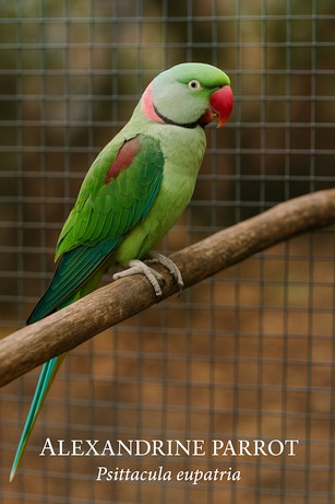 Alexandrine Parrot