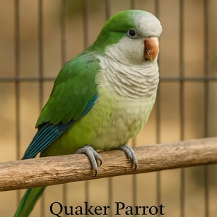 Quaker Parrot