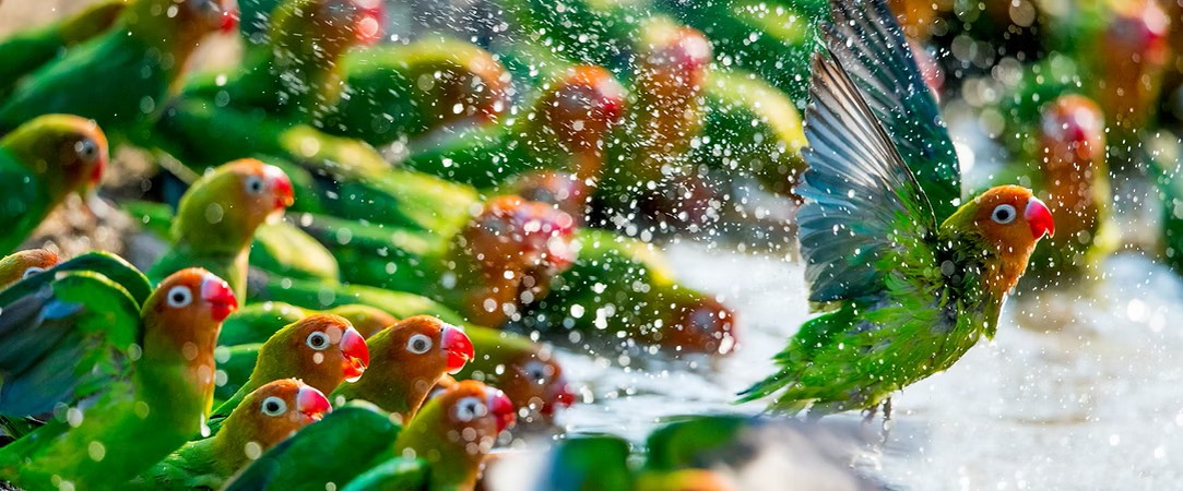 Diverse collection of colorful pet birds, showcasing species cared for by Christchurch Bird Club members