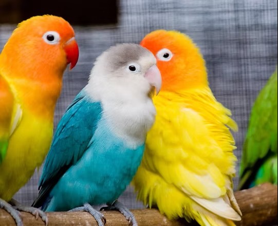 Birds sitting together